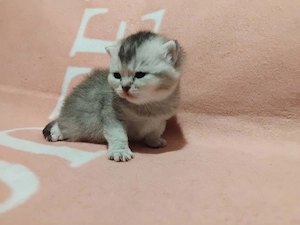 Brit kislány kiscica foglalható - kép 2