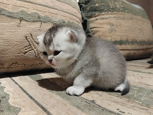 Brit kislány kiscica foglalható - kép 3