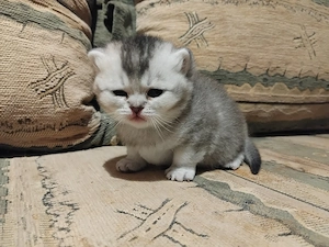 Brit kislány kiscica foglalható - kép 5