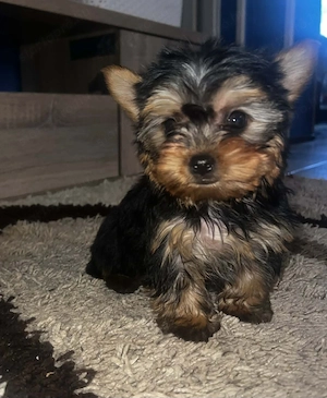 Yorkshire Terrier bébik 