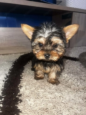 Yorkshire Terrier bébik  - kép 2