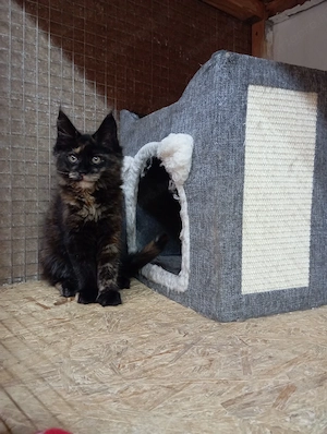 Maine coon cicák. - kép 4