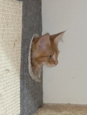 Maine coon cicák. - kép 3