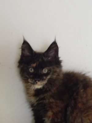 Maine coon cicák. - kép 2