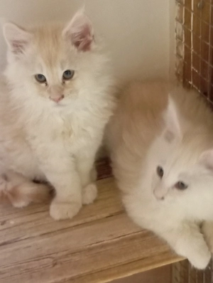 Maine coon cicák. - kép 8