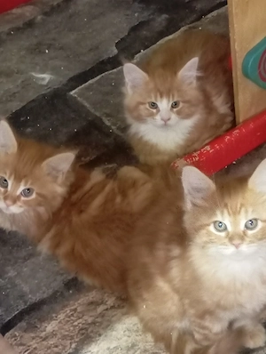 Maine coon cicák. - kép 9