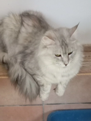 Maine coon cicák. - kép 6