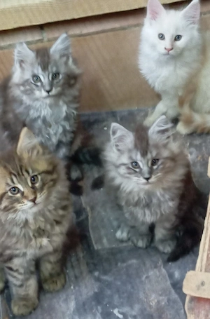 Maine coon cicák. - kép 10