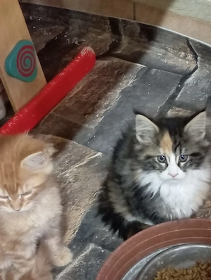 Maine coon cicák. - kép 7