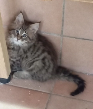 Maine coon cicák. - kép 5