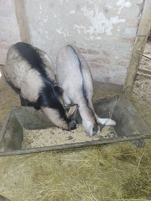 Kecske elado - kép 3