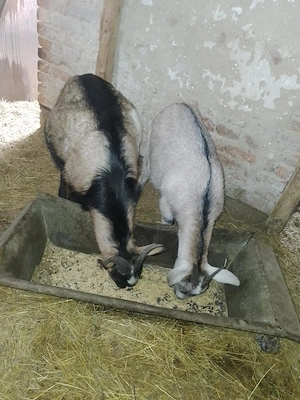 Kecske elado - kép 4