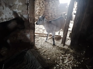 Kecske elado - kép 2