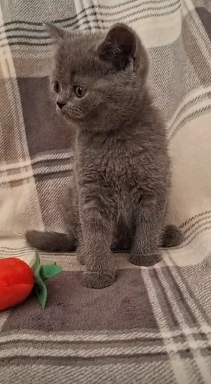 Eladó Brit Kék Kisfiú Cica - kép 2