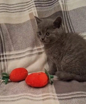 Eladó Brit Kék Kisfiú Cica - kép 3