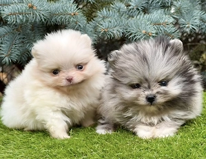 Extra mini pomerániai törpe spitz