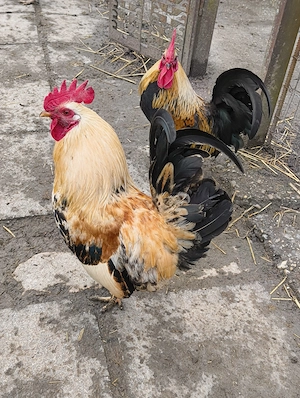 Krédli kakasok eladók! - kép 2