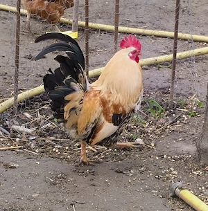 Krédli kakasok eladók! - kép 3