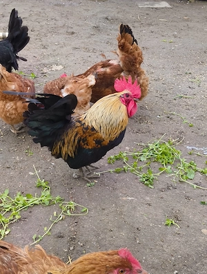 Krédli kakasok eladók! - kép 4