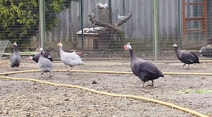 Gyöngytyúk kakasok eladók! - kép 3