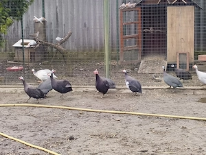 Gyöngytyúk kakasok eladók! - kép 2