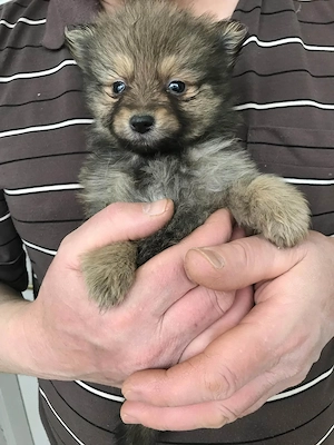 Eladó, tündéri Spicc, Spitz fiú kiskutyus! - kép 2