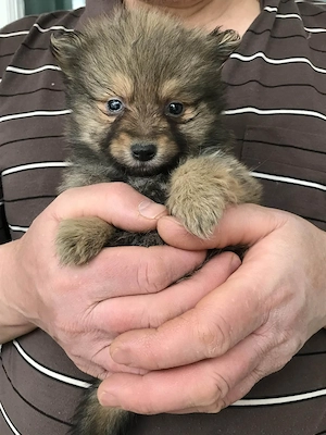 Eladó, tündéri Spicc, Spitz fiú kiskutyus! - kép 3