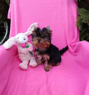mini Yorkshire Terrier eladó - kép 3