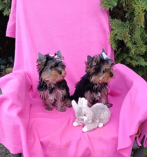 mini Yorkshire Terrier eladó - kép 2