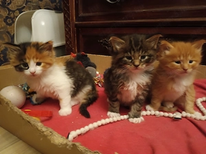 Eladó Maine coon kölyökmacska - kép 3