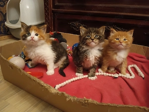 Eladó Maine coon kölyökmacska - kép 2