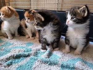 Eladó Maine coon kölyökmacska - kép 5