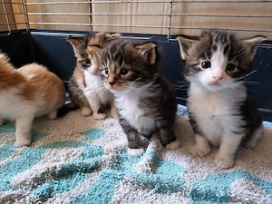 Eladó Maine coon kölyökmacska - kép 4