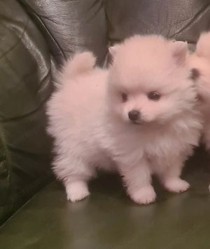 Törzskönyves szülőktől pomerániai törpe spicc kislány eladó - kép 2