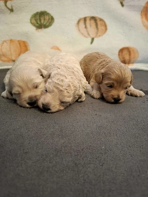 Maltipoo kiskutyák foglalhatóak  - kép 6