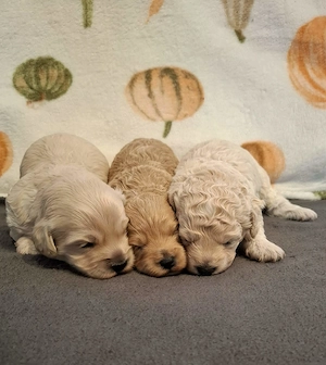 Maltipoo kiskutyák foglalhatóak  - kép 2