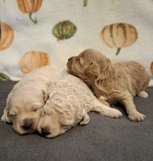 Maltipoo kiskutyák foglalhatóak  - kép 8