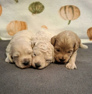 Maltipoo kiskutyák foglalhatóak  - kép 7