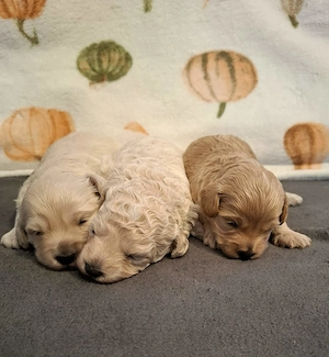 Maltipoo kiskutyák foglalhatóak  - kép 4