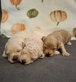 Maltipoo kiskutyák foglalhatóak  - kép 9