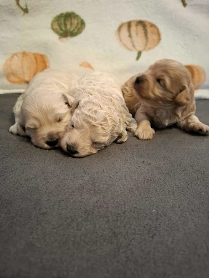 Maltipoo kiskutyák foglalhatóak  - kép 5