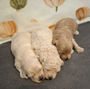 Maltipoo kiskutyák foglalhatóak  - kép 10