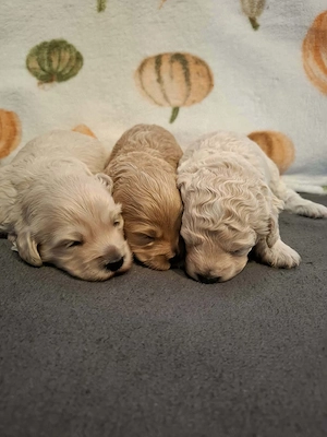 Maltipoo kiskutyák foglalhatóak  - kép 3