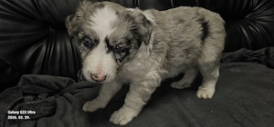 Border collie kiskutyák - kép 2