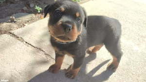 Minőségi Rottweiler kiskutyák szerető családba költöznének - kép 5