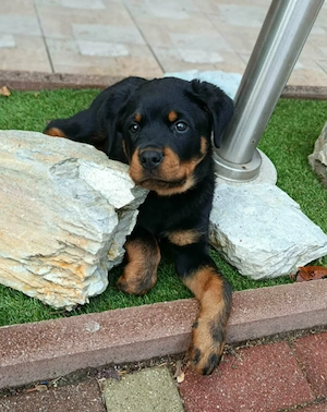Minőségi Rottweiler kiskutyák szerető családba költöznének - kép 9