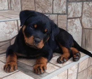 Minőségi Rottweiler kiskutyák szerető családba költöznének - kép 7