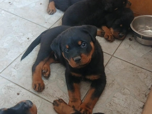 Minőségi Rottweiler kiskutyák szerető családba költöznének - kép 8