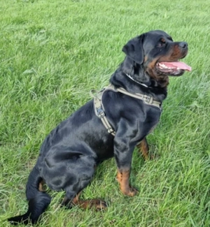 Minőségi Rottweiler kiskutyák szerető családba költöznének - kép 3