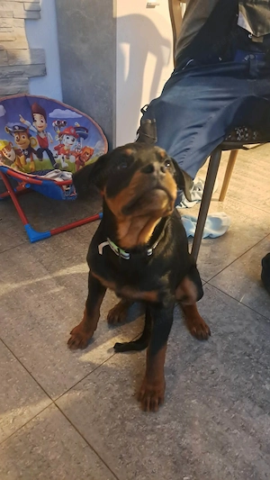 Minőségi Rottweiler kiskutyák szerető családba költöznének - kép 2